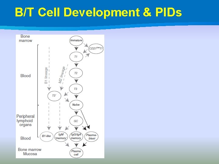 B/T Cell Development & PIDs 