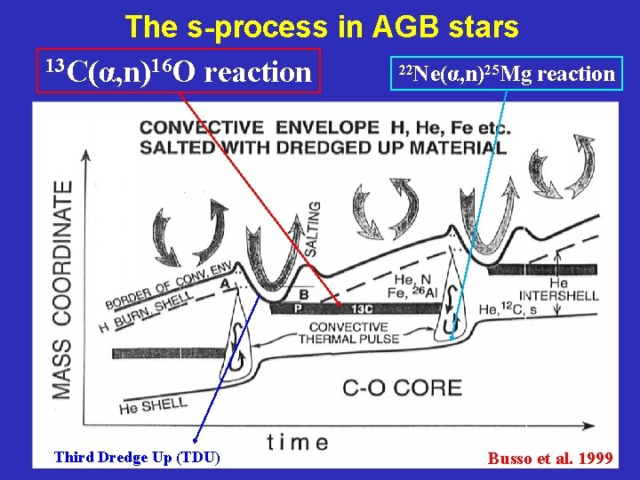 The s-process in AGB stars 13 C(α, n)16 O reaction 22 Ne(α, n)25 Mg