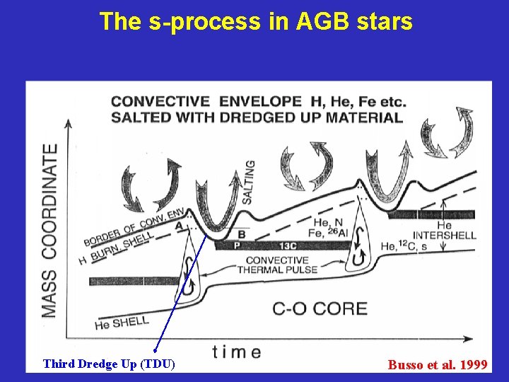 The s-process in AGB stars Third Dredge Up (TDU) Busso et al. 1999 