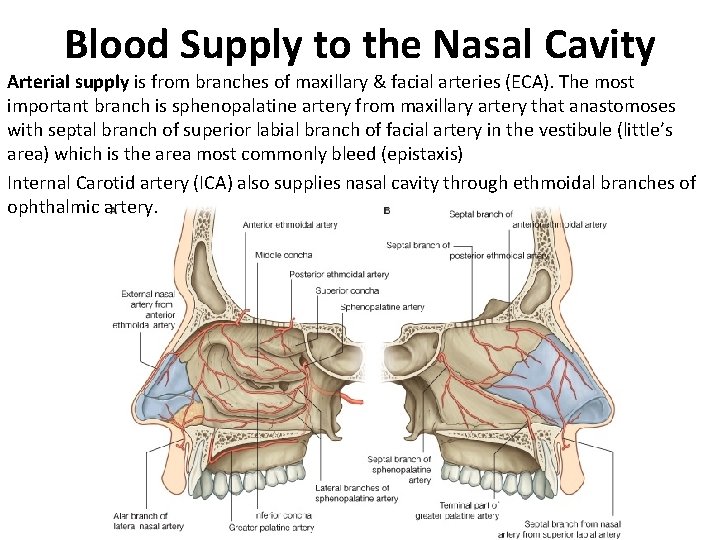 Blood Supply to the Nasal Cavity Arterial supply is from branches of maxillary &