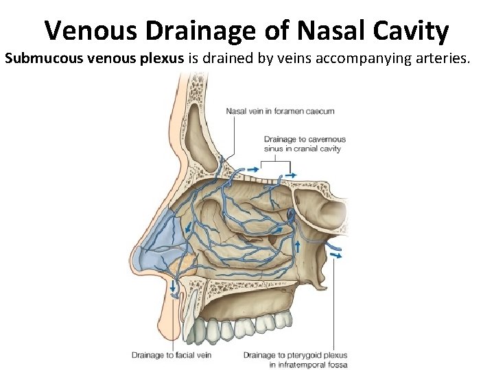 Nasal Cavity Paranasal sinuses Head Neck Unit Lecture