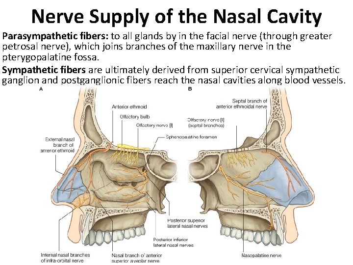 Nerve Supply of the Nasal Cavity Parasympathetic fibers: to all glands by in the