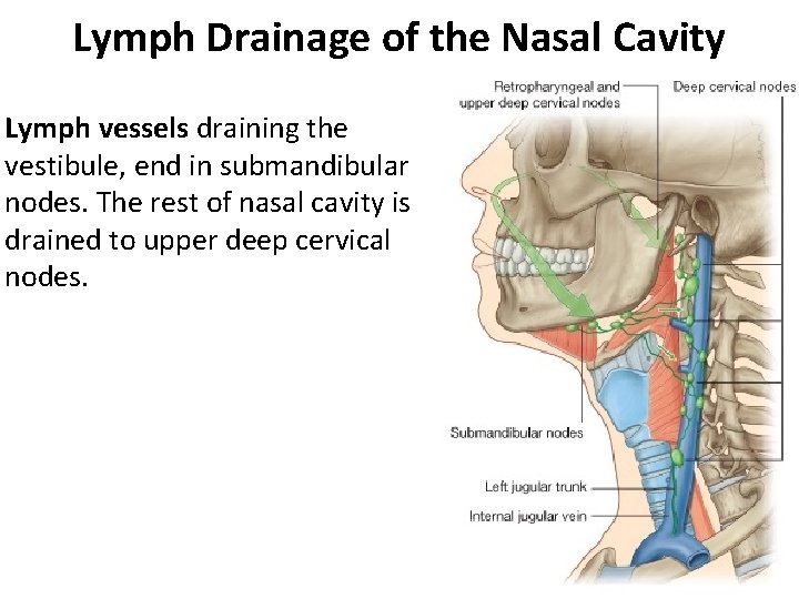 Lymph Drainage of the Nasal Cavity Lymph vessels draining the vestibule, end in submandibular