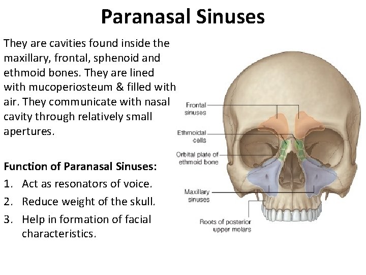 Paranasal Sinuses They are cavities found inside the maxillary, frontal, sphenoid and ethmoid bones.