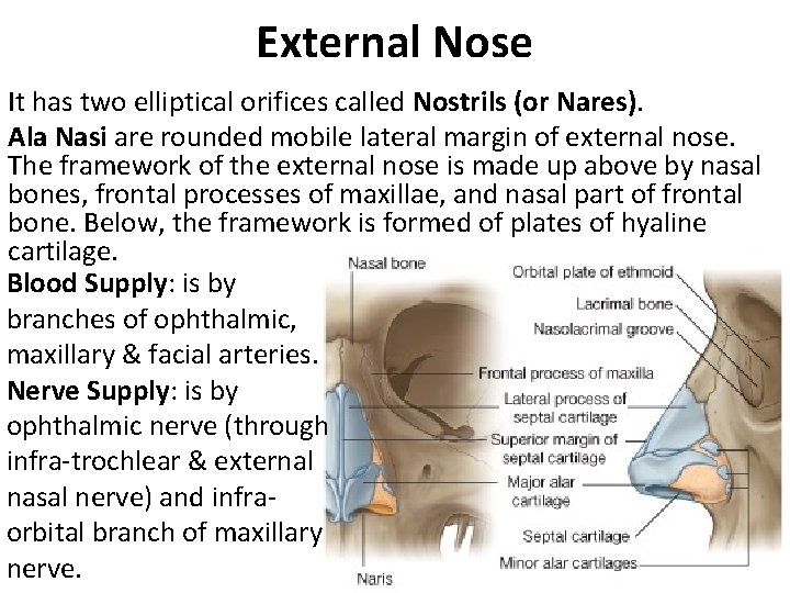 External Nose It has two elliptical orifices called Nostrils (or Nares). Ala Nasi are