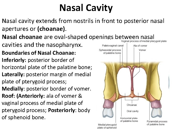 Nasal Cavity Nasal cavity extends from nostrils in front to posterior nasal apertures or