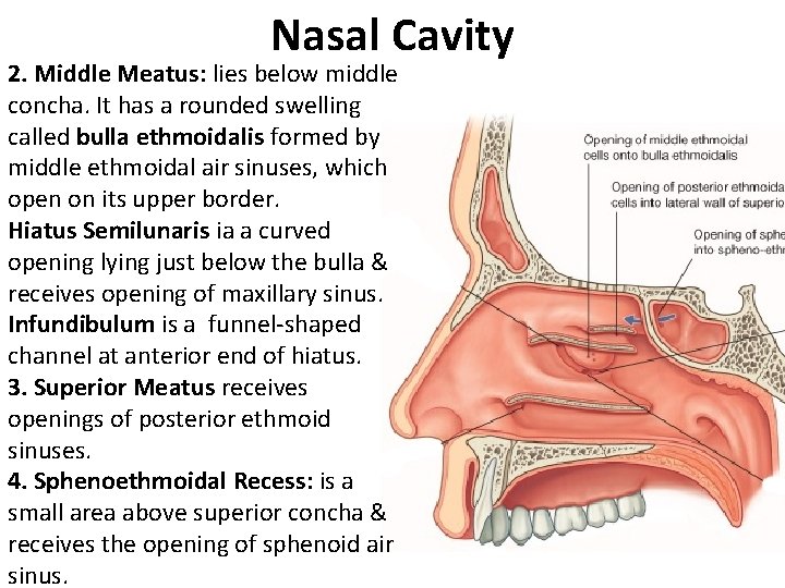 Nasal Cavity 2. Middle Meatus: lies below middle concha. It has a rounded swelling