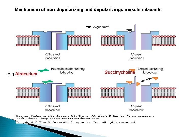 Mechanism of non-depolarizing and depolarizings muscle relaxants e. g Atracurium Succinycholine 