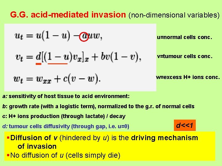 G. G. acid-mediated invasion (non-dimensional variables) u=normal cells conc. v=tumour cells conc. w=excess H+