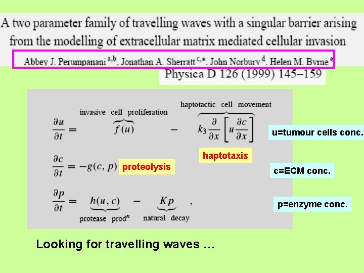 u=tumour cells conc. haptotaxis proteolysis c=ECM conc. p=enzyme conc. Looking for travelling waves …