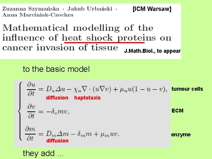 [ICM Warsaw] J. Math. Biol. , to appear to the basic model tumour cells