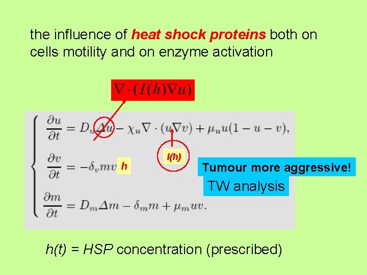 the influence of heat shock proteins both on cells motility and on enzyme activation