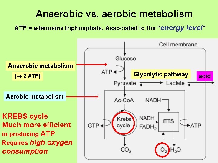 Anaerobic vs. aerobic metabolism ATP = adenosine triphosphate. Associated to the “energy level” Anaerobic