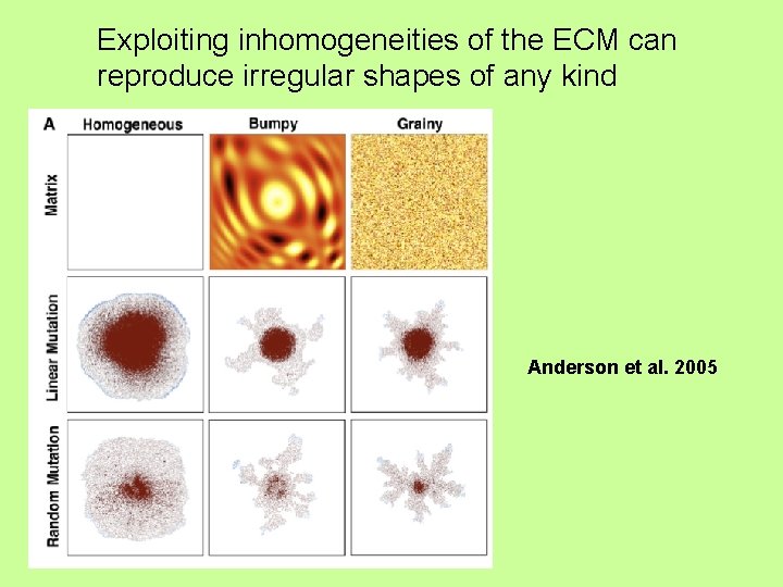 Exploiting inhomogeneities of the ECM can reproduce irregular shapes of any kind Anderson et