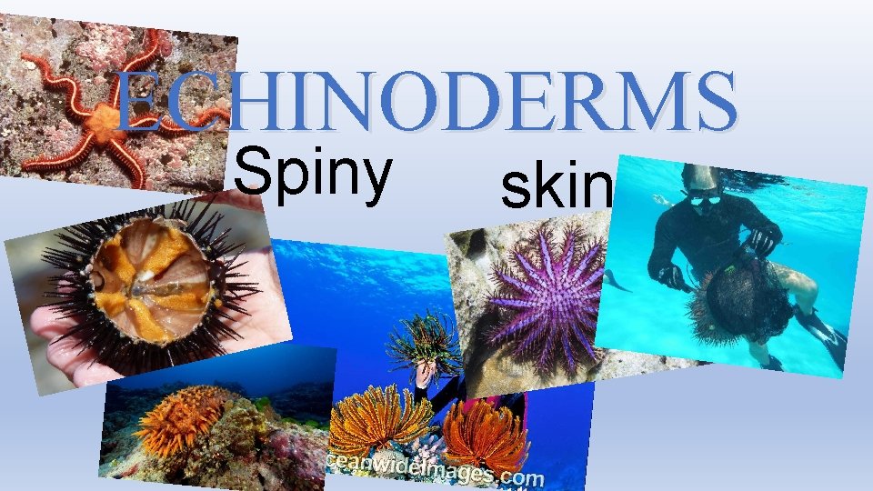 ECHINODERMS Spiny skin 