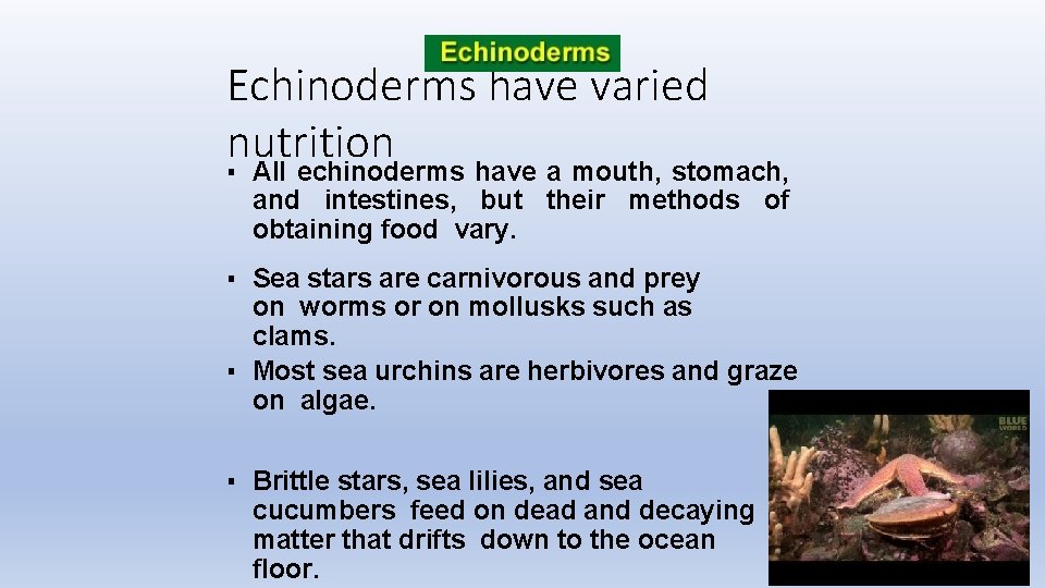 Echinoderms have varied nutrition ▪ All echinoderms have a mouth, stomach, and intestines, but
