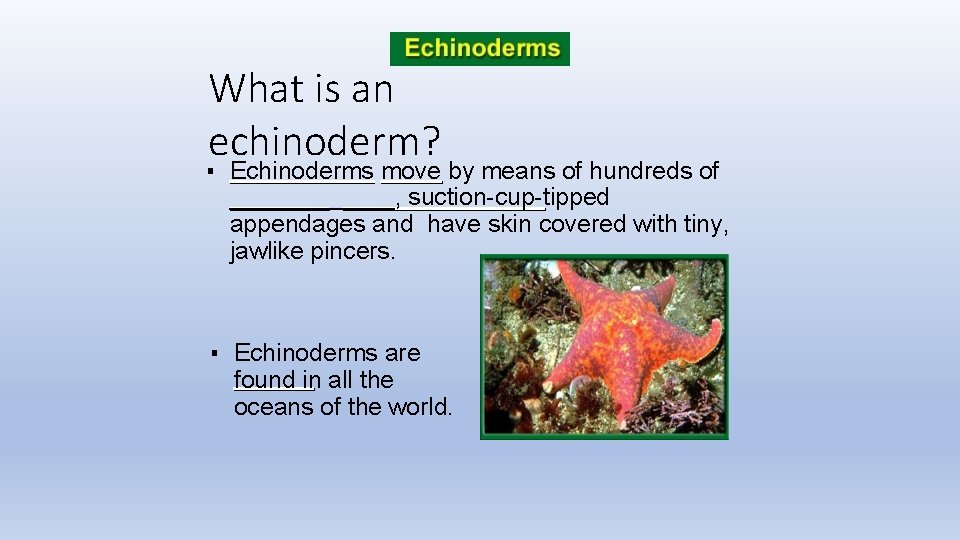 What is an echinoderm? ▪ Echinoderms move by means of hundreds of ______, suction-cup-tipped