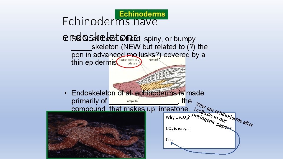 Echinoderms have endoskeletons ▪ SKIN: all have a hard, spiny, or bumpy _____skeleton (NEW