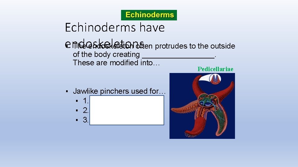 Echinoderms have endoskeletons ▪ The endoskeleton often protrudes to the outside of the body