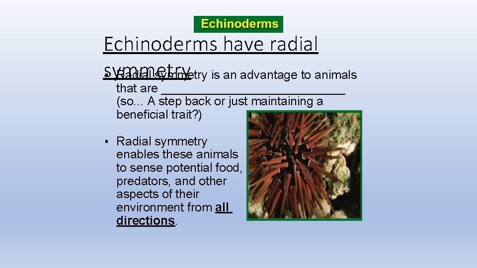 Echinoderms have radial symmetry ▪ Radial symmetry is an advantage to animals that are