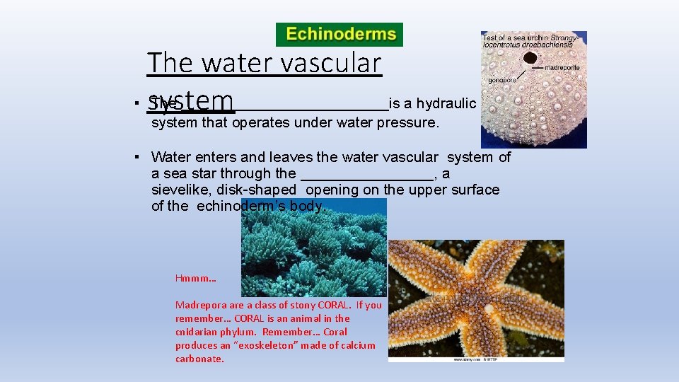 The water vascular ▪ system The _____________is a hydraulic system that operates under water