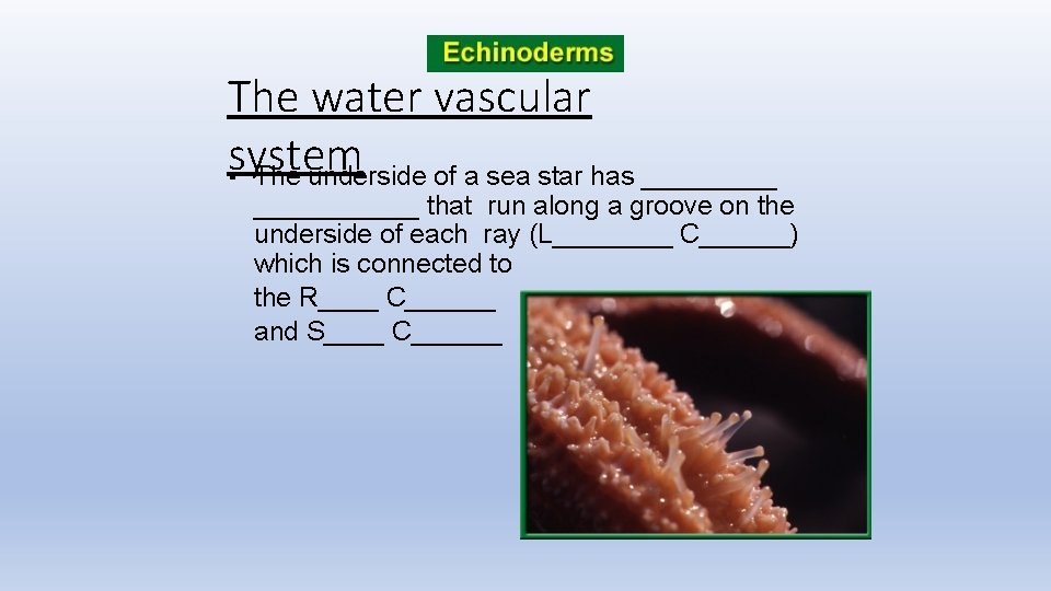 The water vascular system ▪ The underside of a sea star has ___________ that