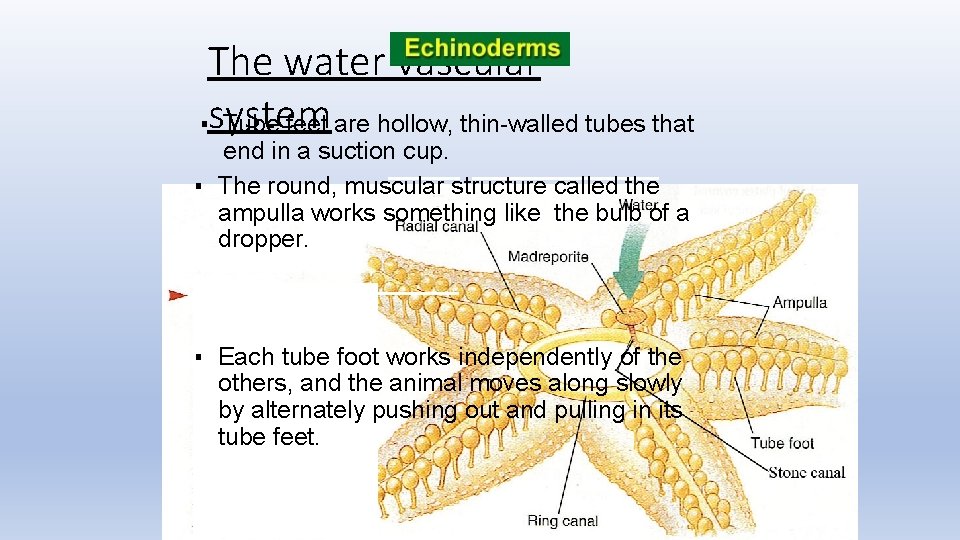 The water vascular ▪system Tube feet are hollow, thin-walled tubes that end in a