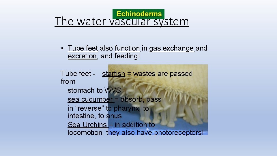 The water vascular system ▪ Tube feet also function in gas exchange and excretion,
