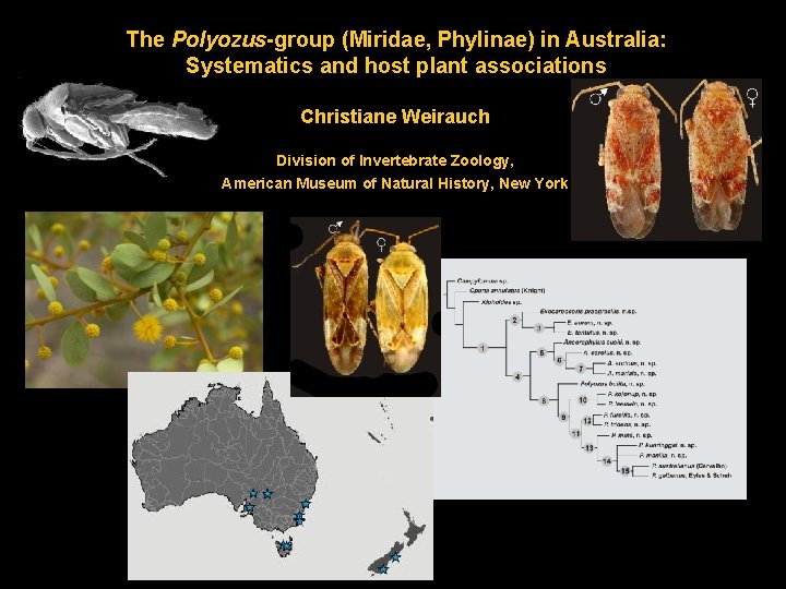 The Polyozus-group (Miridae, Phylinae) in Australia: Systematics and host plant associations Christiane Weirauch Division