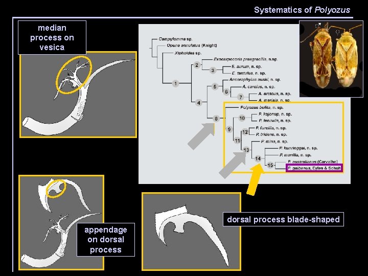 Systematics of Polyozus median process on vesica dorsal process blade-shaped appendage on dorsal process