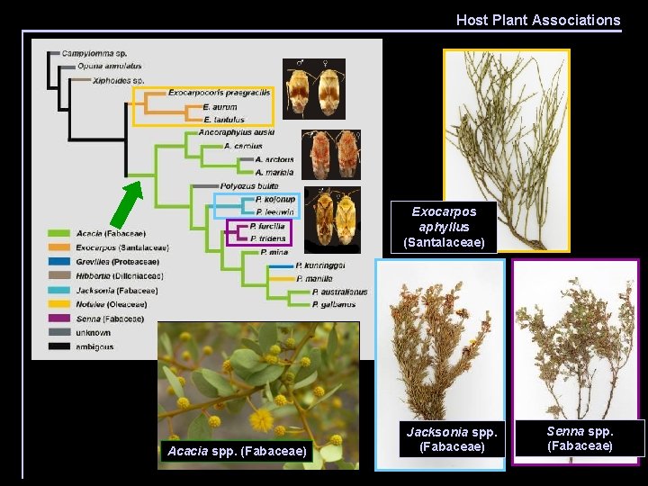 Host Plant Associations 20 spp. , 45 characters one of two trees Exocarpos aphyllus