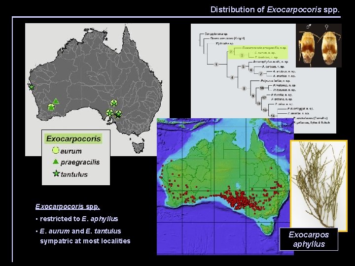 Distribution of Exocarpocoris spp. • restricted to E. aphyllus • E. aurum and E.