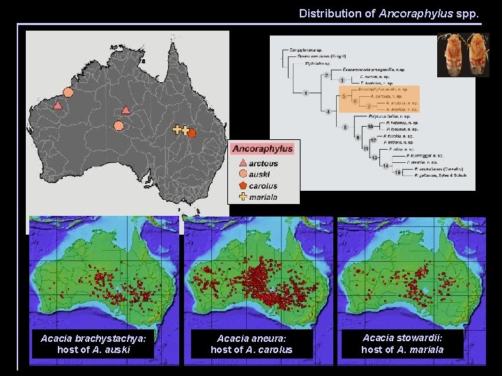 Distribution of Ancoraphylus spp. Acacia brachystachya: host of A. auski Acacia aneura: host of