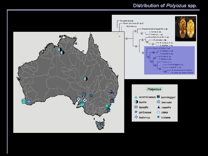 Distribution of Polyozus spp. male genitalia 