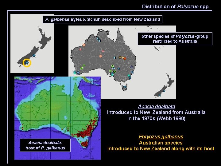 Distribution of Polyozus spp. P. galbanus Eyles & Schuh described from New Zealand other