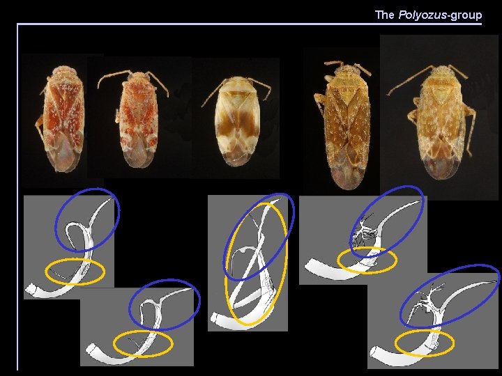 The Polyozus-group ` 