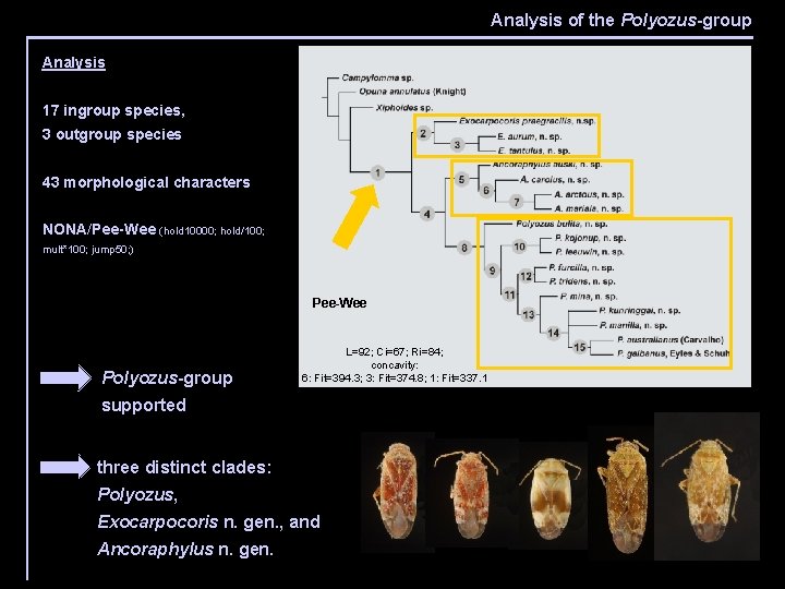 Analysis of the Polyozus-group Analysis 20 spp. , 45 characters one of two trees