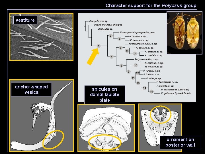 Character support for the Polyozus-group 20 spp. , 45 characters one of two trees