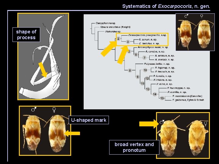 Systematics of Exocarpocoris, n. gen. shape of process U-shaped mark broad vertex and pronotum