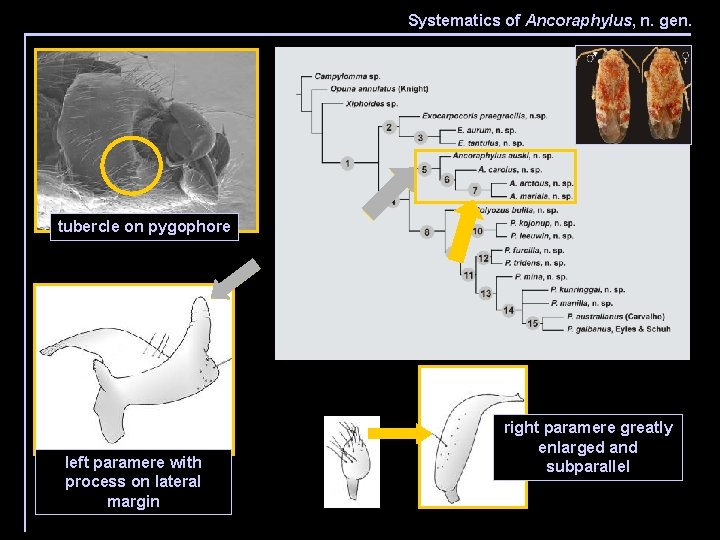 Systematics of Ancoraphylus, n. gen. tubercle on pygophore left paramere with process on lateral