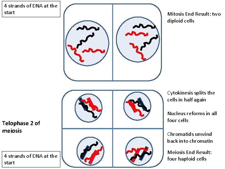 4 strands of DNA at the start Mitosis End Result: two diploid cells Cytokinesis