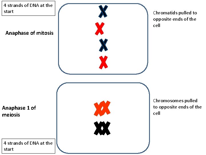 4 strands of DNA at the start Chromatids pulled to opposite ends of the