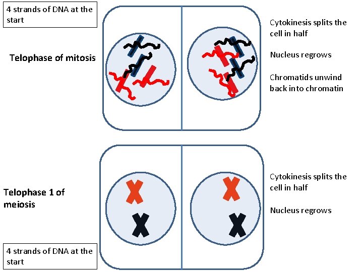 4 strands of DNA at the start Telophase of mitosis Cytokinesis splits the cell