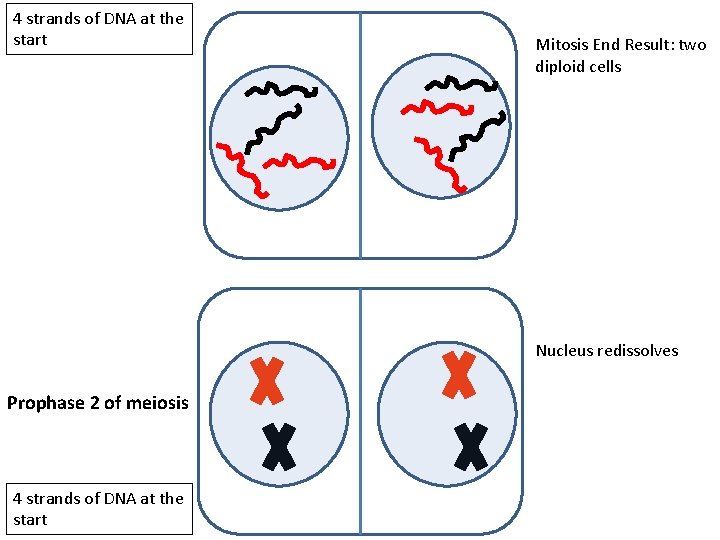 4 strands of DNA at the start Mitosis End Result: two diploid cells Nucleus