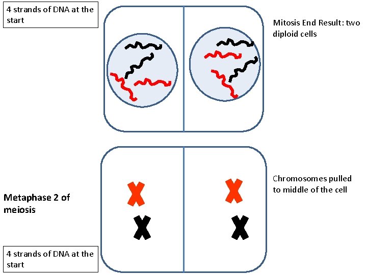 4 strands of DNA at the start Metaphase 2 of meiosis 4 strands of