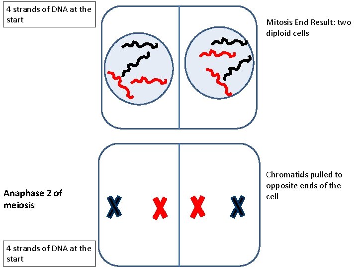 4 strands of DNA at the start Anaphase 2 of meiosis 4 strands of