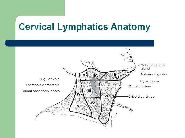 Cervical Lymphatics Anatomy 