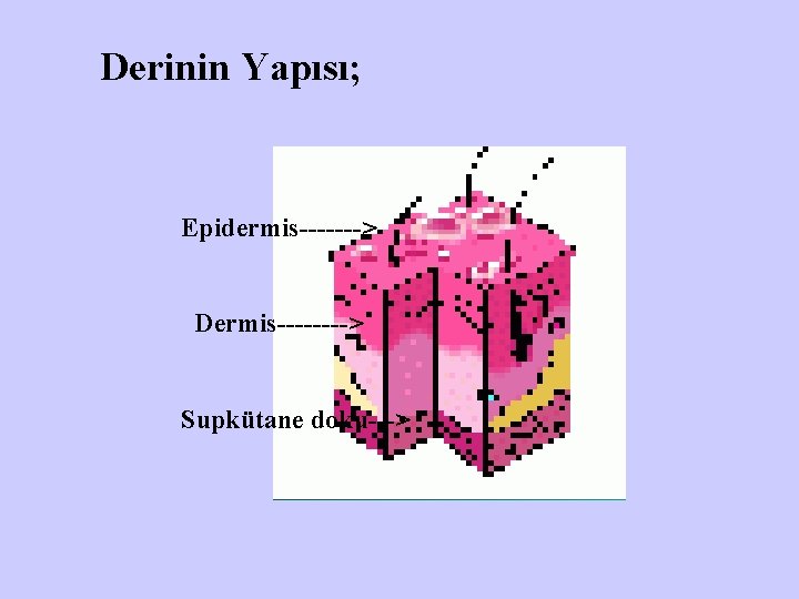 Derinin Yapısı; Epidermis-------> Dermis----> Supkütane doku---> 