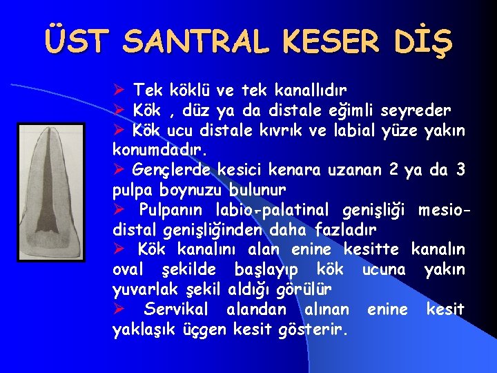 ÜST SANTRAL KESER DİŞ Ø Tek köklü ve tek kanallıdır Ø Kök , düz