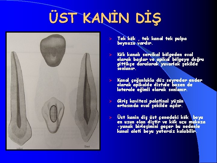 ÜST KANİN DİŞ Ø Tek kök , tek kanal tek pulpa boynuzu vardır. Ø